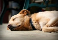 Einige Gründe, warum Hunde liegen in тухлятине