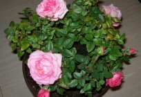 Róża Кордана: opieka w warunkach domowych