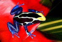 The most poisonous frog on the planet