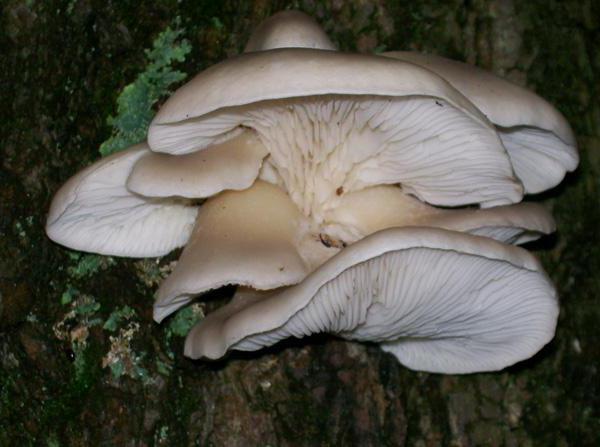 oyster mushrooms on stumps growing