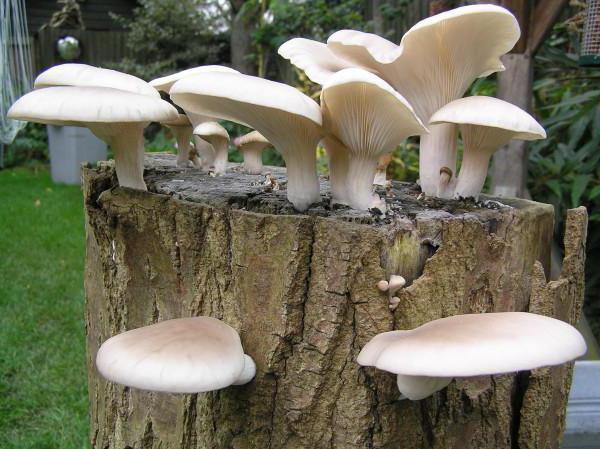 growing oyster mushrooms at home on stumps