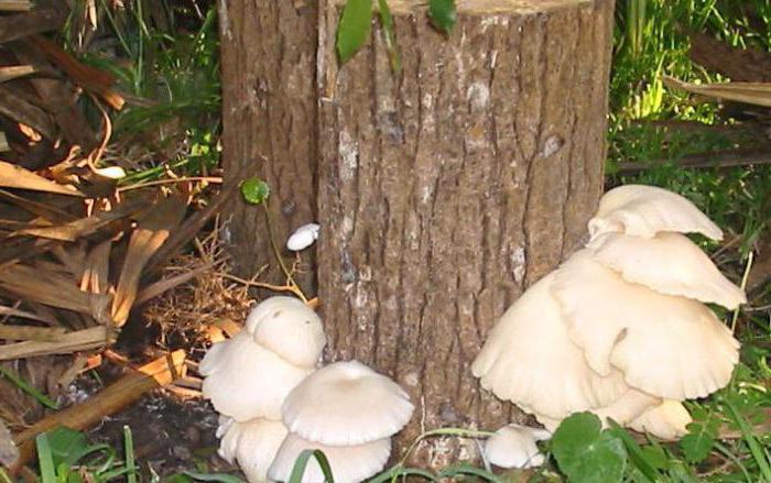 der Anbau von Austernpilzen auf Baumstümpfen im Keller
