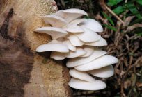 Oyster mushrooms on stumps: farming at home
