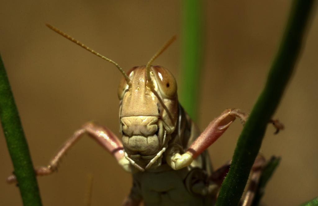 Insect photos