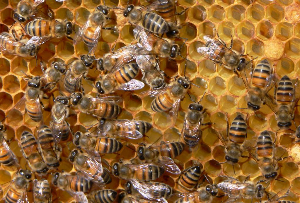 मधुमक्खियों के कारण कर सकते हैं एक आतंक