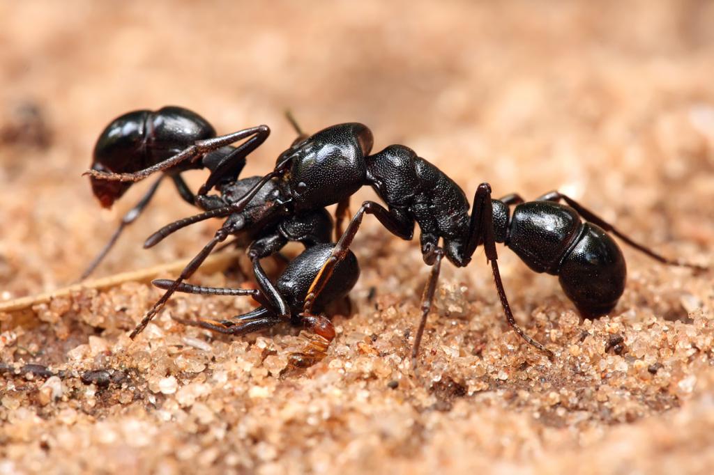 चींटियों - स्रोत staha