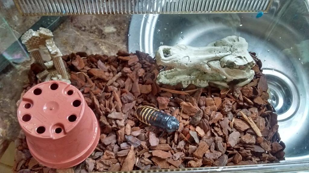 мадагаскарский karaluch w warunkach domowych
