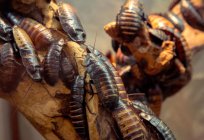 Мадагаскарский karaluch: zdjęcia, treści w domowych warunkach