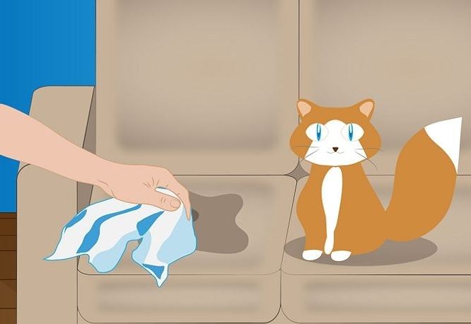 How to eliminate the smell of cat urine