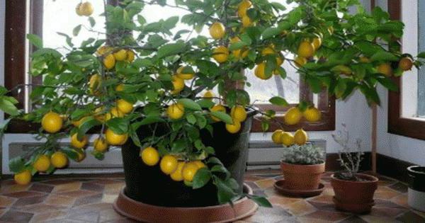 Zitronenbaum Pflege zu Hause