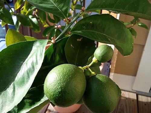 лимонне дерево догляд в домашніх умовах