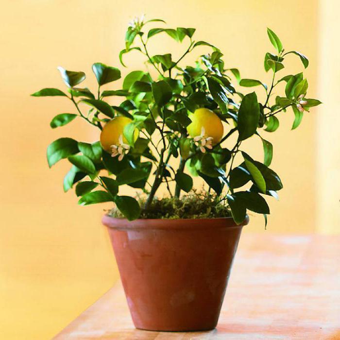 лимонне дерево в домашніх умовах догляд взимку