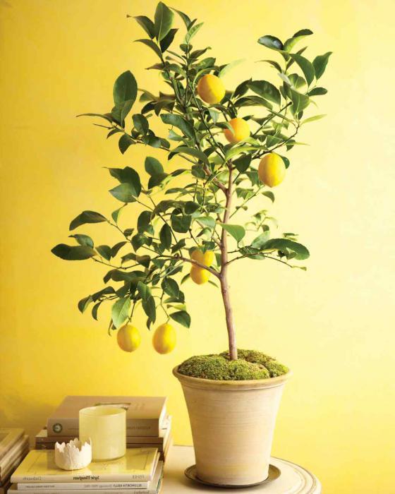 Zitronenbaum Pflege zu Hause die Blätter abfallen
