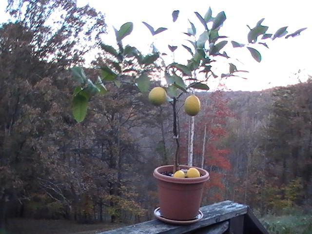 limon ağacı bakımı evde üreme