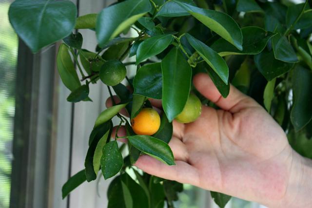 Zitronenbaum Pflege zu Hause Krankheit