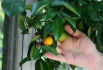 Лимонне дерево в домашніх умовах: догляд взимку, захворювання, розмноження, фото