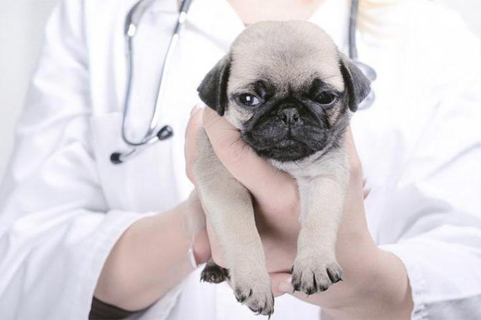 treatment of vaginitis in dogs