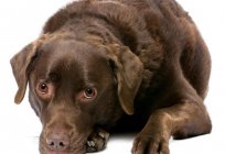 Vaginitis in dogs: symptoms and treatment