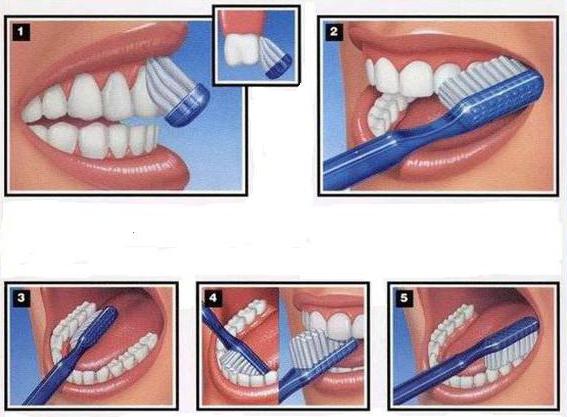 wie man die Zähne putzen wie oft am Tag