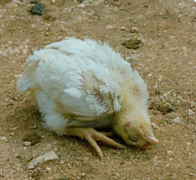 疾患の養鶏とその処理