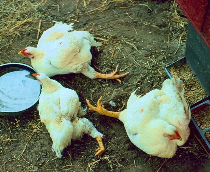 disease of broiler chickens and their treatment