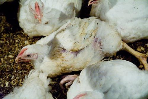la enfermedad de los pollos y su tratamiento