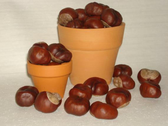 how to make a tree of chestnuts