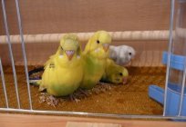 Pets: budgie - maintenance and care