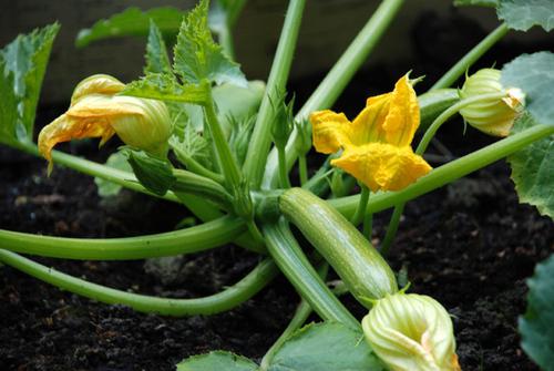 Squash Pflanzung und Pflege