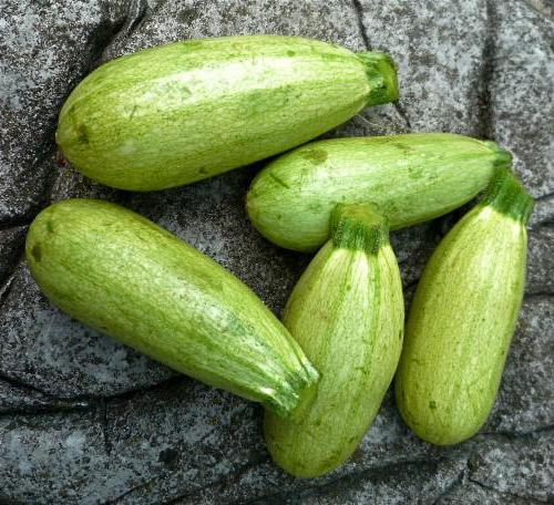 Samen der zucchini