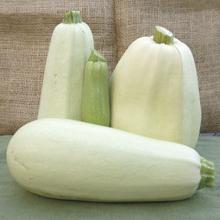 der Anbau von zucchini im Gewächshaus