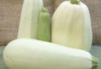 Gartenbaukulturen zucchini - Pflanzung und Pflege