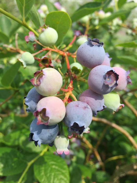 what dream blueberries