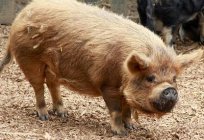 مجال تربية الخنازير