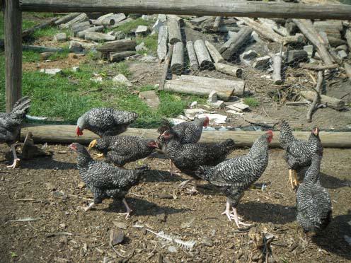 Hühner мараны Foto und Beschreibung