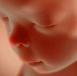  20 weeks gestation 