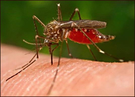Mückenstiche bei Kindern als schmieren