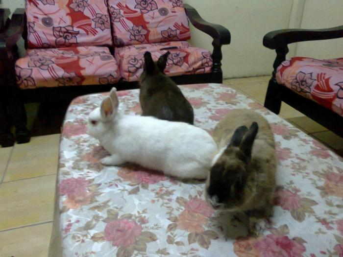 decorative rabbit at home