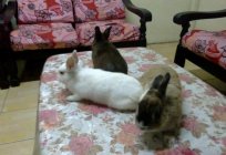 How long do decorative rabbits live at home? What affects their life expectancy?