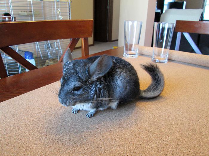 how much does chinchilla cost