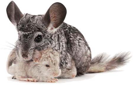 how much does a chinchilla cage cost