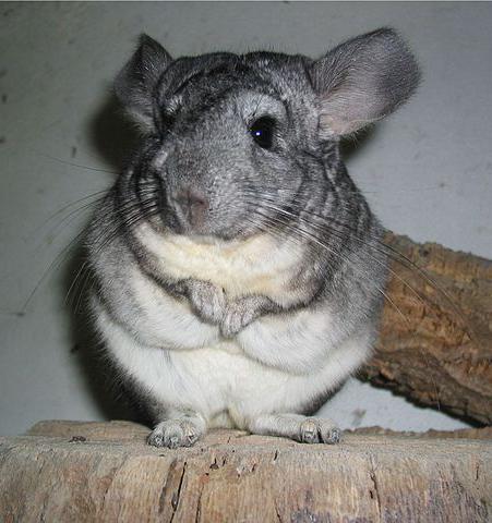 how much does a chinchilla cost in a pet store