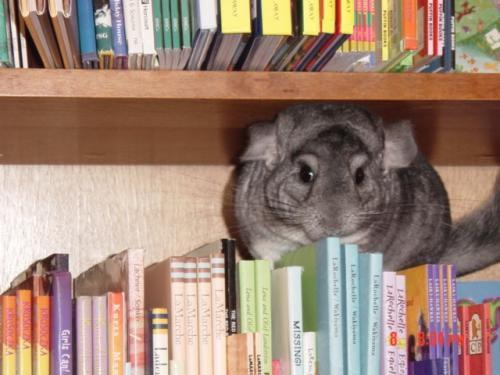 how much does chinchilla cost in dollars