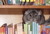 How much a chinchilla costs is not so important. The main thing is that it's a pleasure