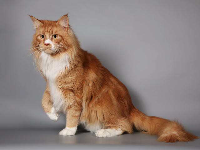 Maine Coon red