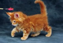 Maine Coon red: choosing a kitten
