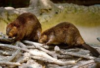 What dream beaver, a family of beavers? Dream interpretation will tell you the answer