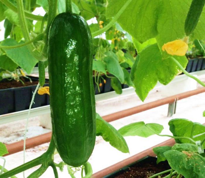 cucumber seeds best varieties for greenhouses suburbs