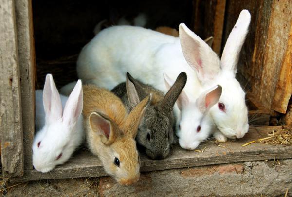 die Zucht von Kaninchen als Geschäft