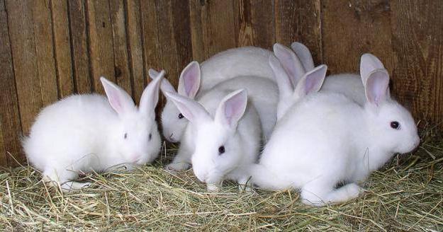 Geschäft für die Zucht von Kaninchen